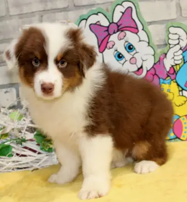 Australian Shepherd