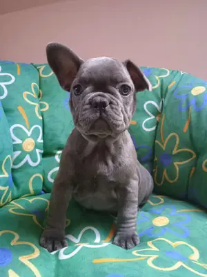 Fransız Bulldog