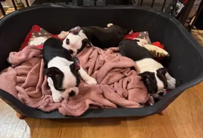 BOSTON TERRIER YAVRULARI