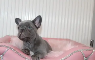 French Bulldog