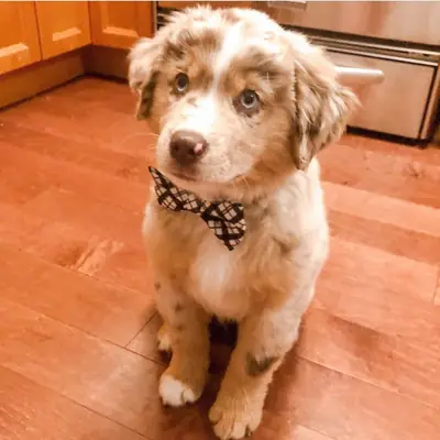 Australian Shepherd