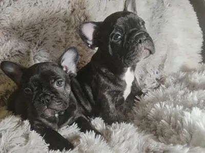Bulldog Francés