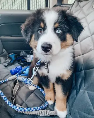 Avustralya Çoban Köpeği
