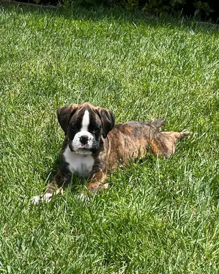 Chiots Boxer ❤️ à adopter