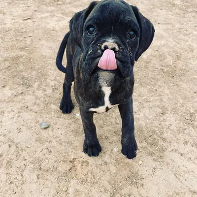Cachorros Bóxer llenos de energía y cariño