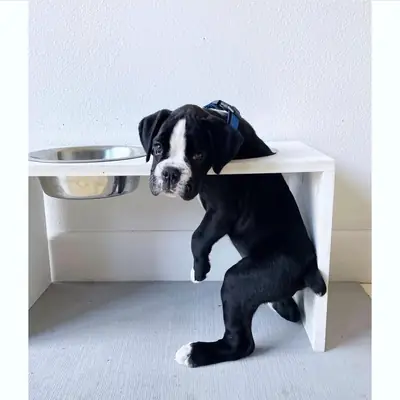 Preciosos cachorros Bóxer