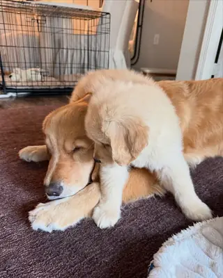 可爱的金毛寻回犬幼犬