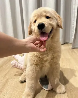 🐾 可爱的金毛寻回犬幼犬