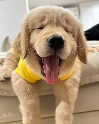 🐾 Büyüleyici Golden Retriever yavruları