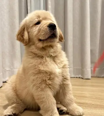 🐾 Güzel Golden Retriever
