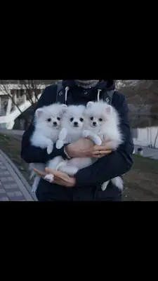 Adorables Chiots Spitz Nains disponibles à l'adoption 