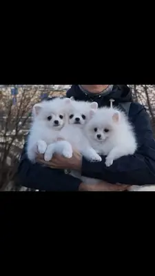Disponibles Jolies chiots Spitz Nains pour adoption 
