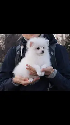 Ces Chiots Spitz Nains sont disponibles à l'adoption 