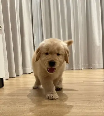 🐾 Güzel Golden Retriever yavruları bir aile arıyor