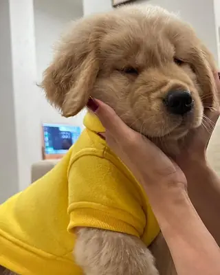 🐾 Sevimli Golden Retriever yavruları bir aile arıyor