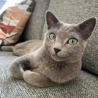 美丽的俄罗斯蓝色混血小猫
