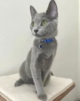 美丽的俄罗斯蓝猫幼崽可供出售