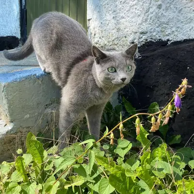 Güzel Safkan Rus Mavi Dişi