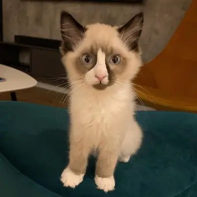 🐾🤍OUR BEAUTIFUL NEW RAGDOLL–5 GIRLS & 1 BOY 🤍🐾