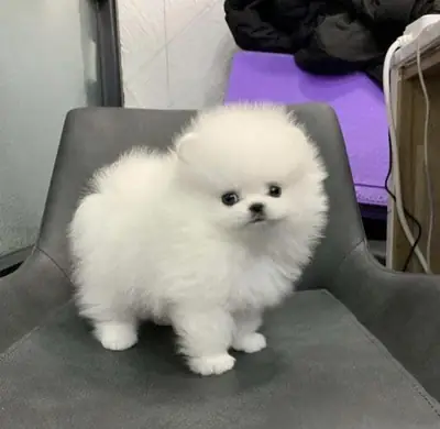 Pomeranian-pentuja etsii uutta kotia.
