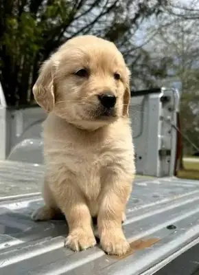 Des chiots Golden Retriever cherchent de nouveaux foyers.