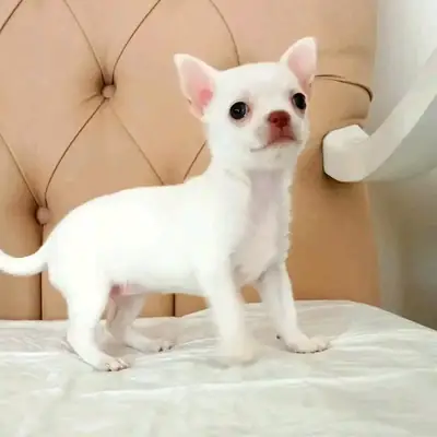 Chihuahua yavruları yeni evler arıyor.