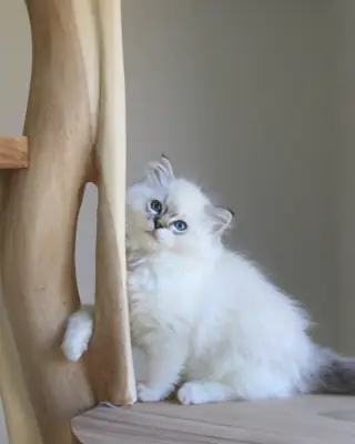 可供领养的布偶猫小猫：