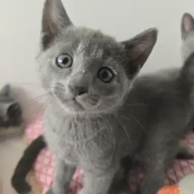 俄罗斯蓝猫小猫