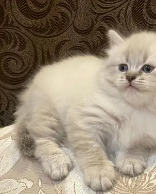 Beautiful Siberian Kittens (Blue eyed)