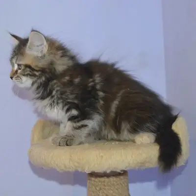 🐾 Beautiful Siberian Kittens💙