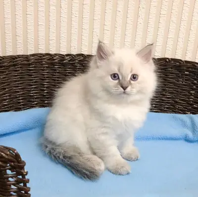 Güzel Sibirya kedisi bekliyor