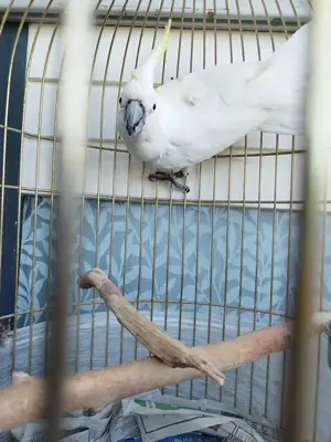 какаду на продажу