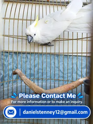 cacatúa en venta