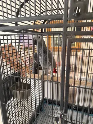 Perroquet gris d'Afrique