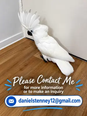 loro cacatúa