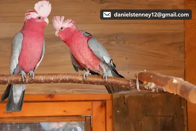 Par de galahs Cacatúa Loro