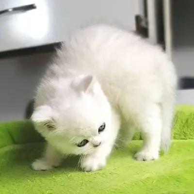 GCCF-registered British Shorthair kittens