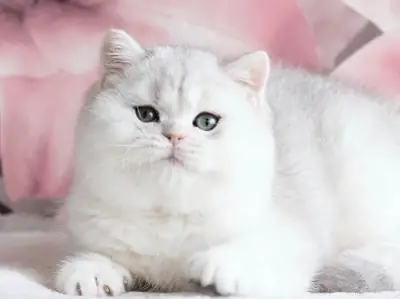 Silver Tabby British shorthair Registered Kittens