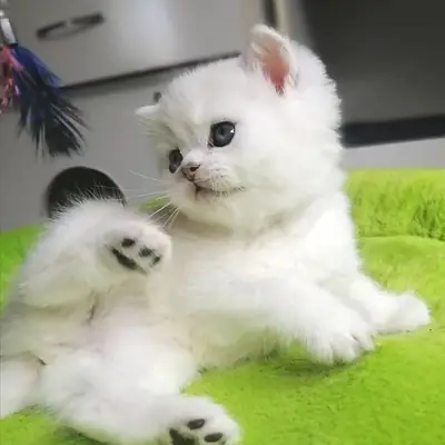 British shorthair kittens