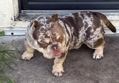 Evlat edinme için erkek Bulldog