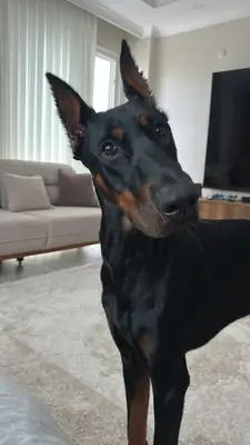 Doberman pur race de 1 an, entraîné