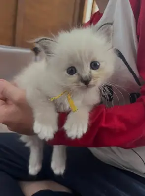 Gatitos disponibles para adopción