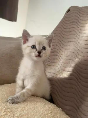 Chaton en adoption 