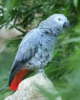 PERROQUET GRIS DU GABON