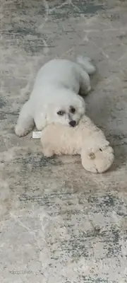 küçük ama sürekli ilgi isteyen bir köpek