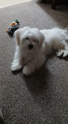 maltese, bakımı düzen isteyen bir köpek