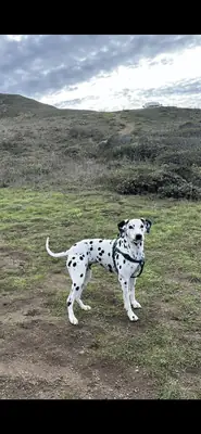 çok hareketli, boş kalınca sıkılıyor