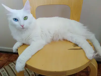 ankara kedisi, evde yalnız kalıyor