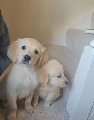 golden retriever puppies