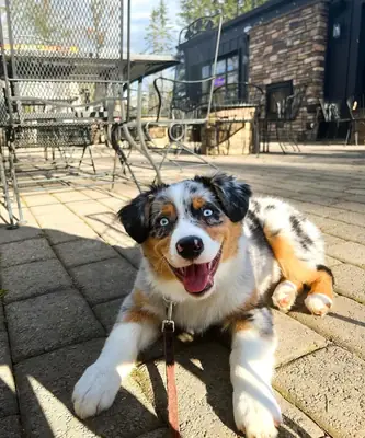 Australian Shepherd puppies